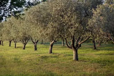 Prestito per terreni agricoli